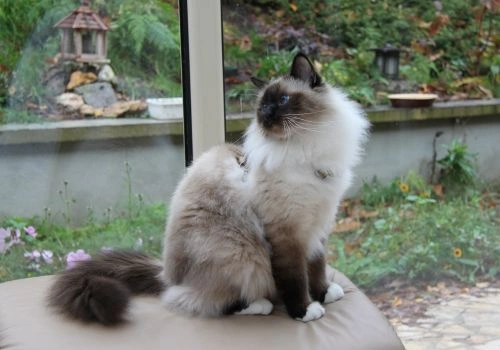 Birman Cat Breed, Geniusvets.