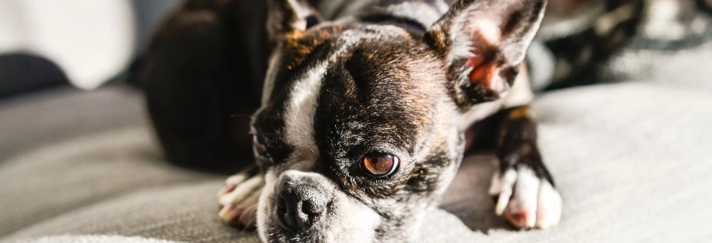 Boston Terrier, GeniusVets 2.