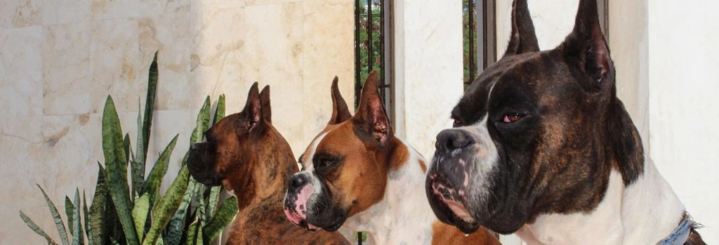 Boxer, GeniusVets 1.