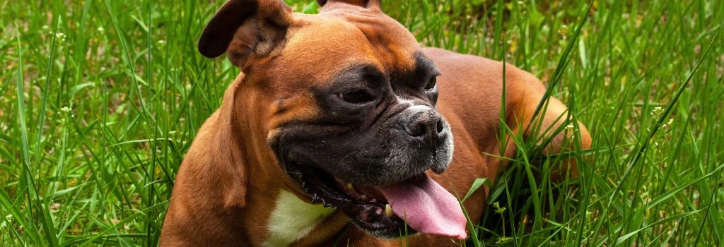 Boxer, GeniusVets 2.