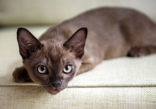 Burmese Cat Breed, Geniusvets.