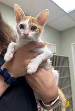 Feline Care in Boca Raton, FL Feline Care in Boca Raton, FL