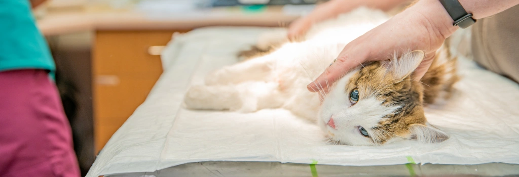 Cat on exam table preparing for surgery