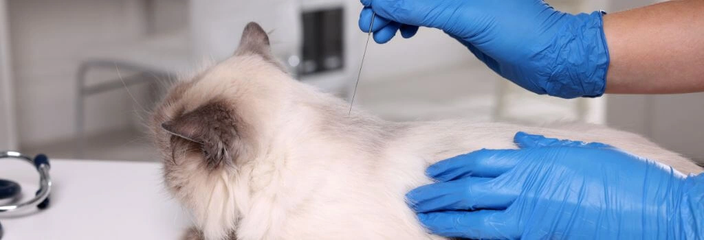 Cat getting acupuncture by veterinarian.
