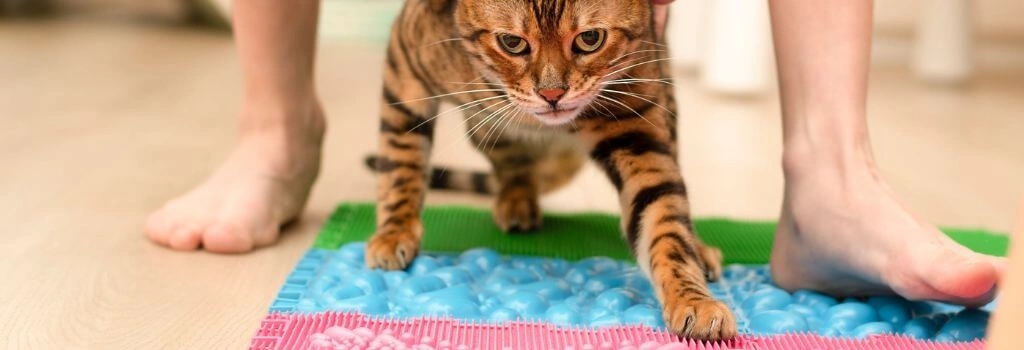 Bengal cat on mats for stability.