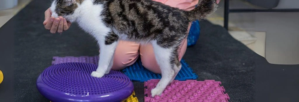 Tabby cat on mats for stability.