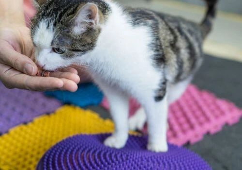 Tabby cat on blocks for stability rehabilitation.