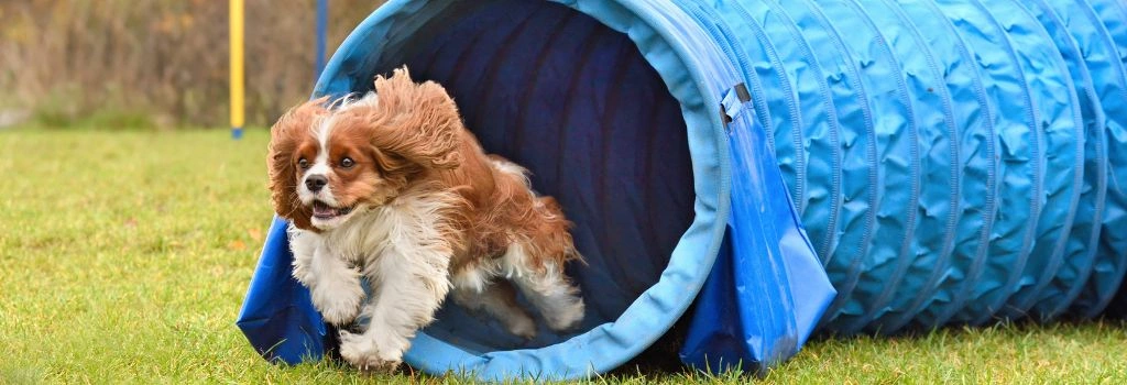 Cavalier King Charles Spaniel, Breed GeniusVets 1