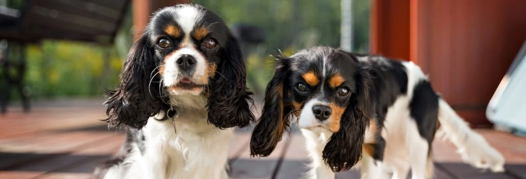 Cavalier King Charles Spaniel, Breed GeniusVets 2