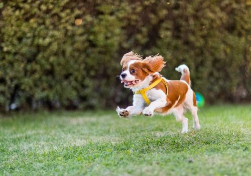 Cavalier King Charles Spaniel, Geniusvets 3.