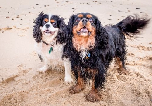 Cavalier King Charles Spaniel, Geniusvets 4.