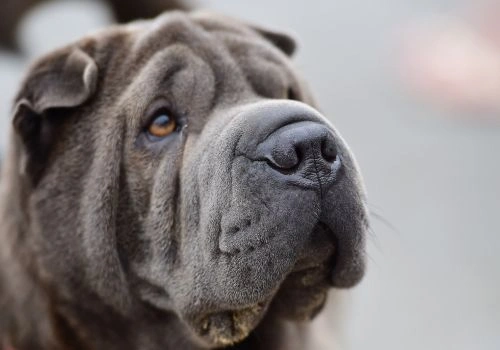 Chinese Shar-Pei, Geniusvets 4.