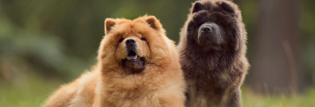 Chow Chow, GeniusVet Breeds 2