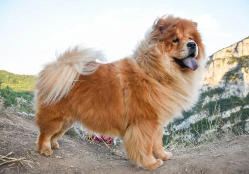 Chow Chow, Geniusvets 3.