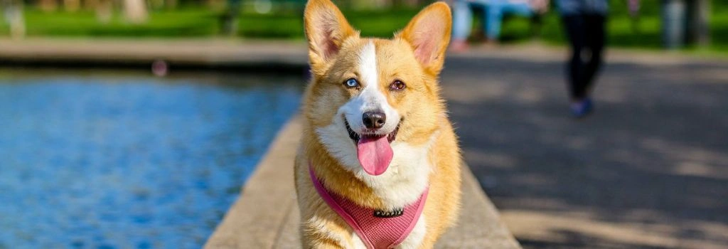 Corgi, GeniusVet Breeds 1