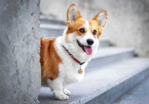 Corgi, Geniusvets 3.