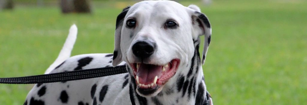 Dalmatian, GeniusVet Breeds 1