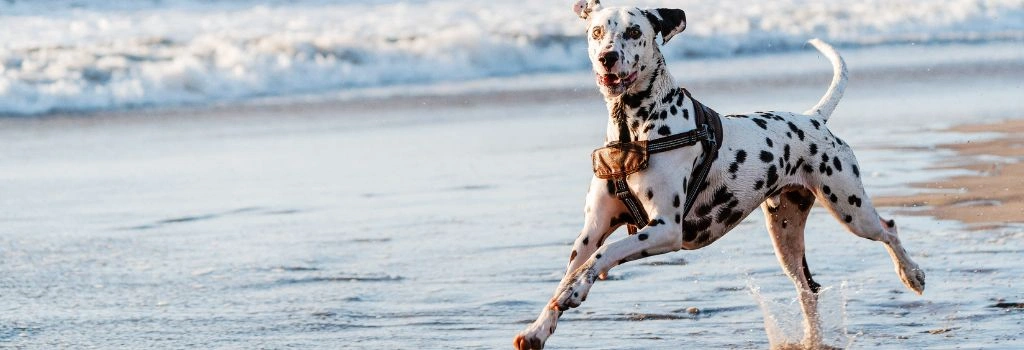 Dalmatian, GeniusVet Breeds 2