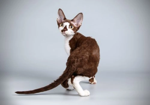 Devon Rex Cat Breed, Geniusvets.