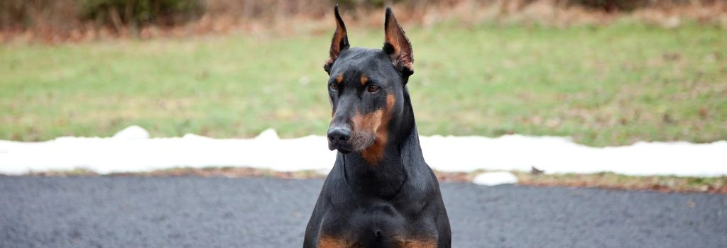 Doberman Pinschers, GeniusVet Breeds 1