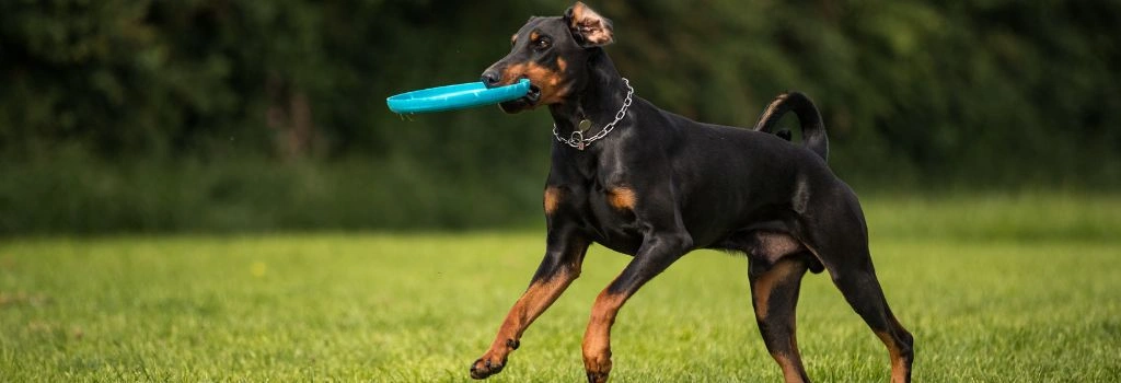 Doberman Pinschers, GeniusVet Breeds 2