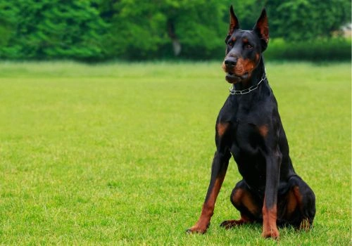 Doberman Pinscher, Geniusvets 3.