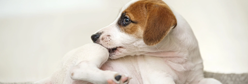 Itchy puppy biting its leg