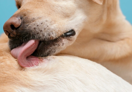 Dog licking a raw spot on its body
