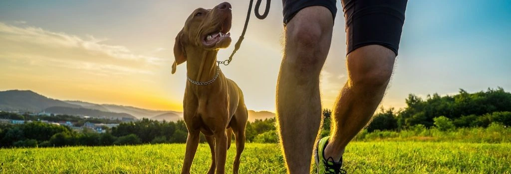 Vizsla running with owner in field.