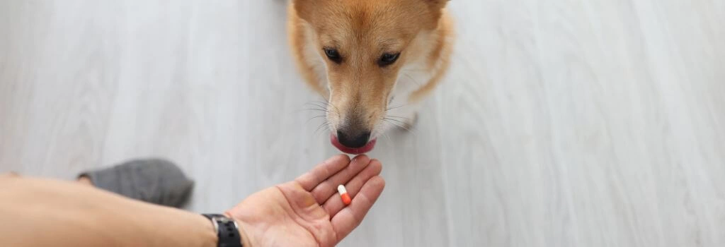 Corgi licking nose thinking about taking medication from owner.