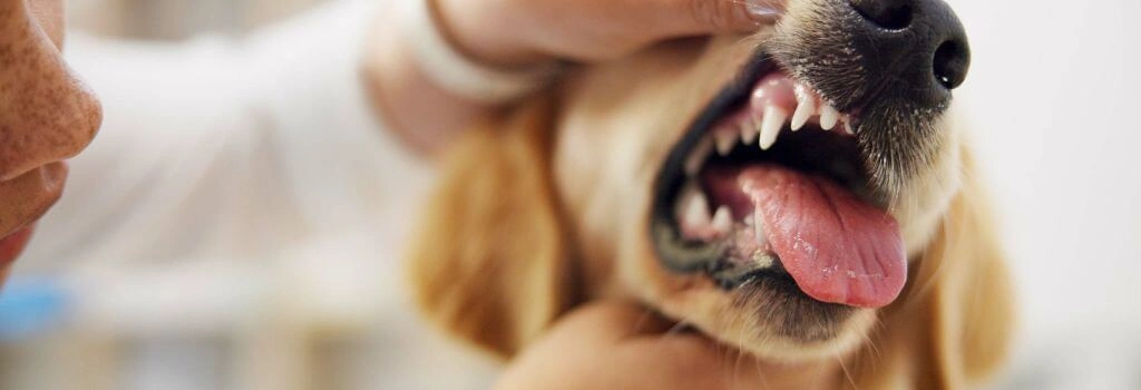 Golden having an dental exam at yearly wellness visit with veterinarian.