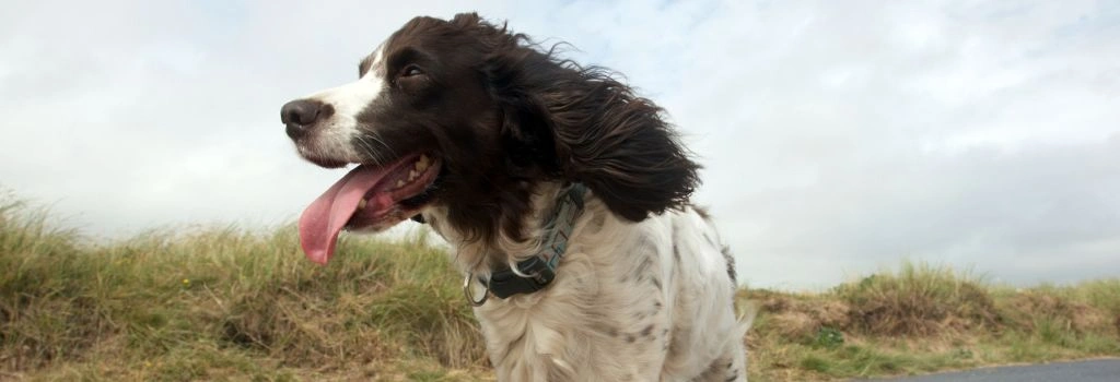 English Springer Spaniel, GeniusVet Breeds 2
