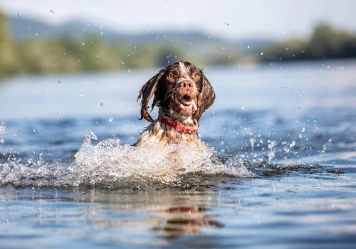 English Springer Spaniel, Geniusvets 4.