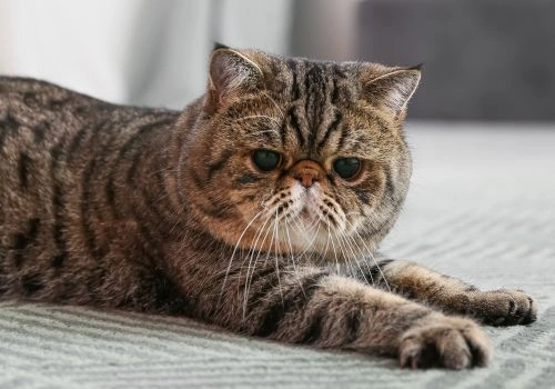 Exotic Shorthair Cat Breed, Geniusvets.