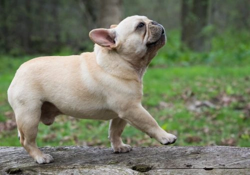 French Bulldogs, Geniusvets 3.
