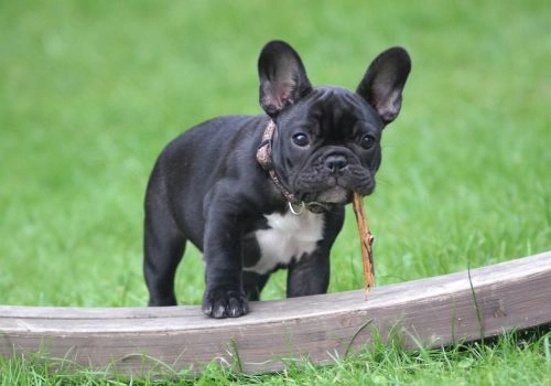 French Bulldogs, Geniusvets 4.