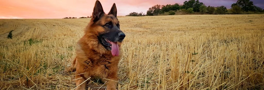 German Shepherd Dog, GeniusVets Breeds 1