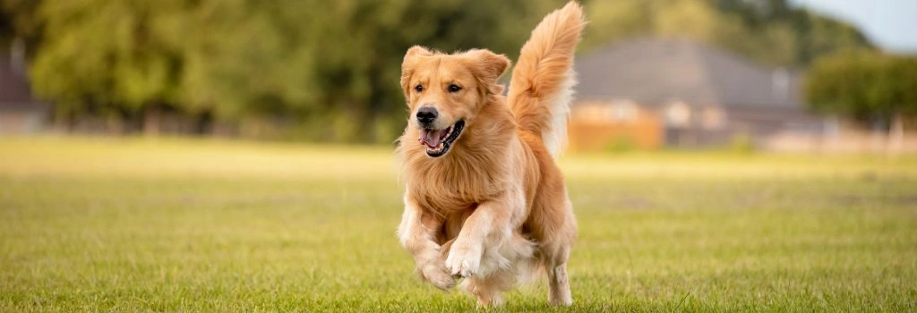 Golden Retriever, GeniusVets Breeds 1