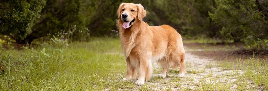 Golden Retriever, GeniusVets Breeds 2