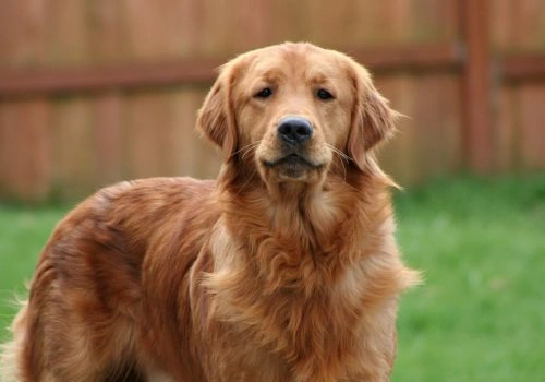 Golden Retriever, Geniusvets 4.