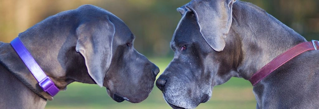 Great Danes, GeniusVets Breeds 2