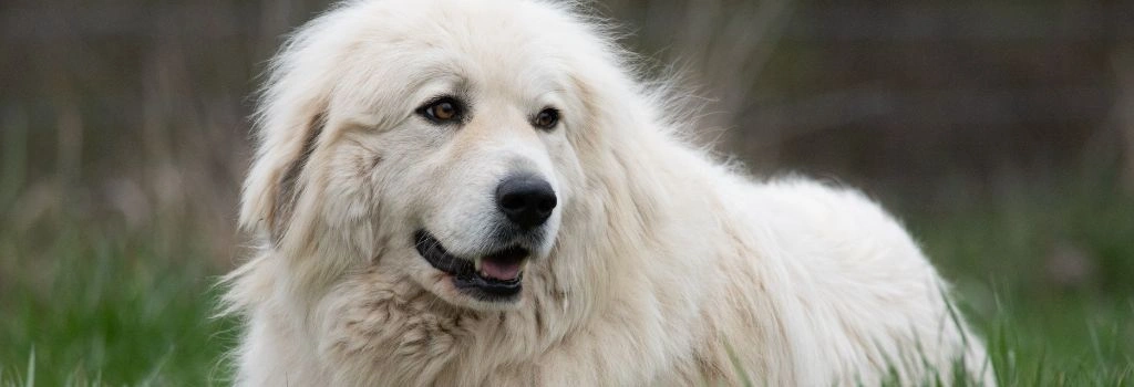 Great Pyrenees, GeniusVets Breeds 1