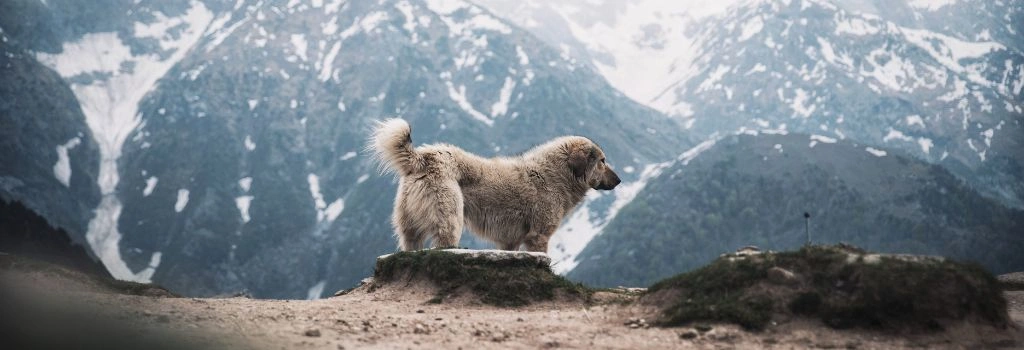 Great Pyrenees, GeniusVets Breeds 2