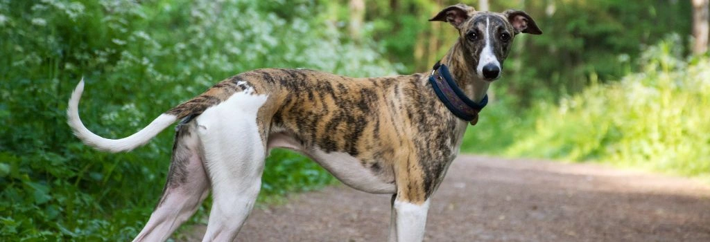 Greyhound, GeniusVets Breeds 1
