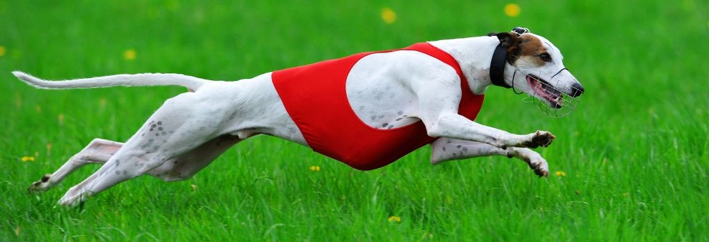 Greyhound, GeniusVets Breeds 2