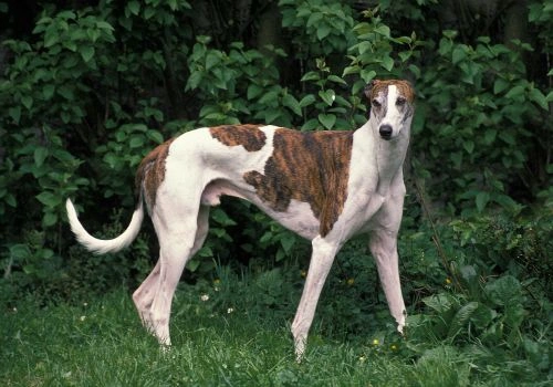 Greayhounds, Geniusvets 3.