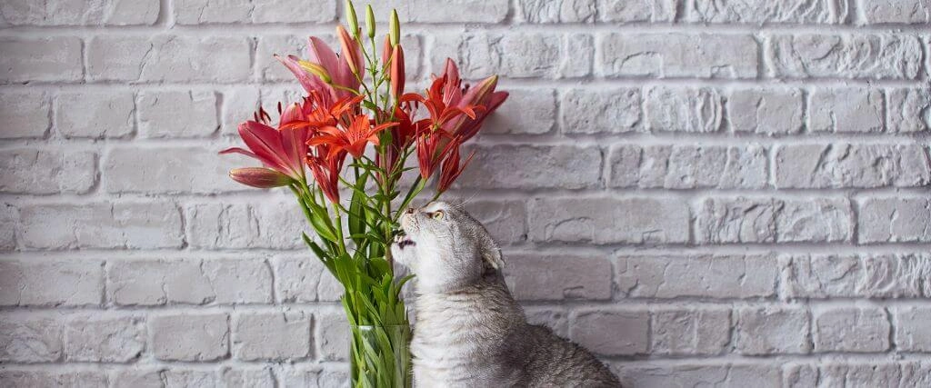 Lily Poisoning in Cats: Hidden Dangers Every Owner Must Know