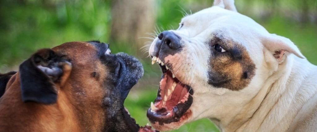 Understanding and Managing Dog Aggression