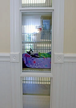 Pet Boarding in Boca Raton, FL 