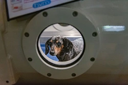 Dog Hyperbaric Oxygen Therapy in Boca Raton, FL Dog Hyperbaric Oxygen Therapy in Boca Raton, FL